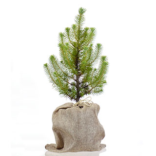 arbre de noel - pin parasol en pot-pochon